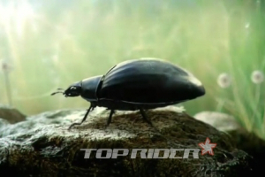 [유튜브 TOP10] 9위 - 폭스바겐 비틀 광고