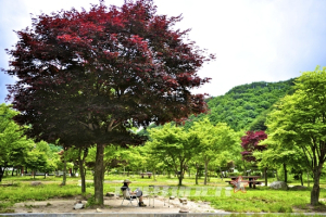 [솔로캠퍼의 슬로캠핑] 여름 캠핑, 안전하고 쾌적하게 하려면?